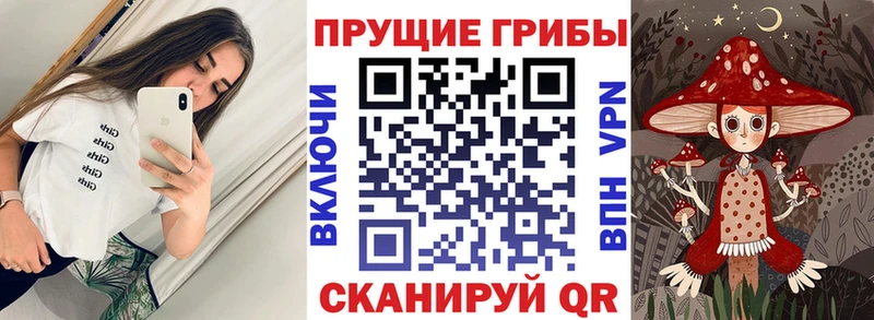 Купить  Кингисепп  Галлюциногенные грибы Psilocybe 